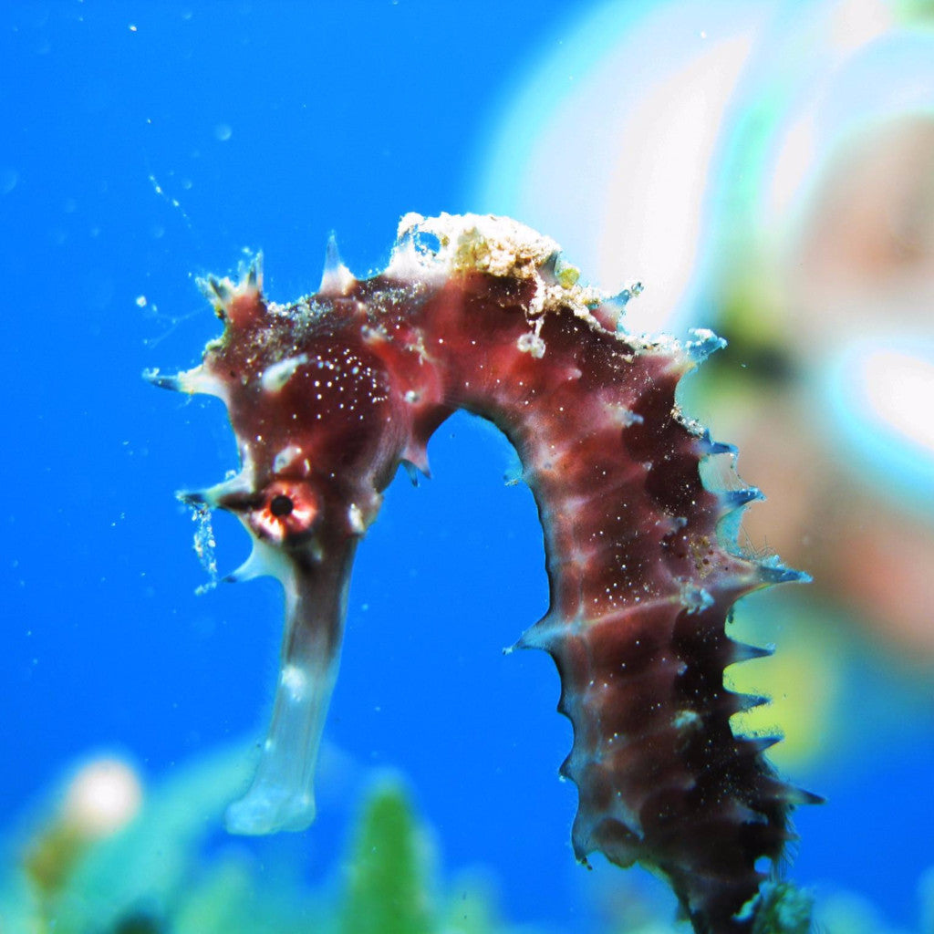 Adopt a Seahorse