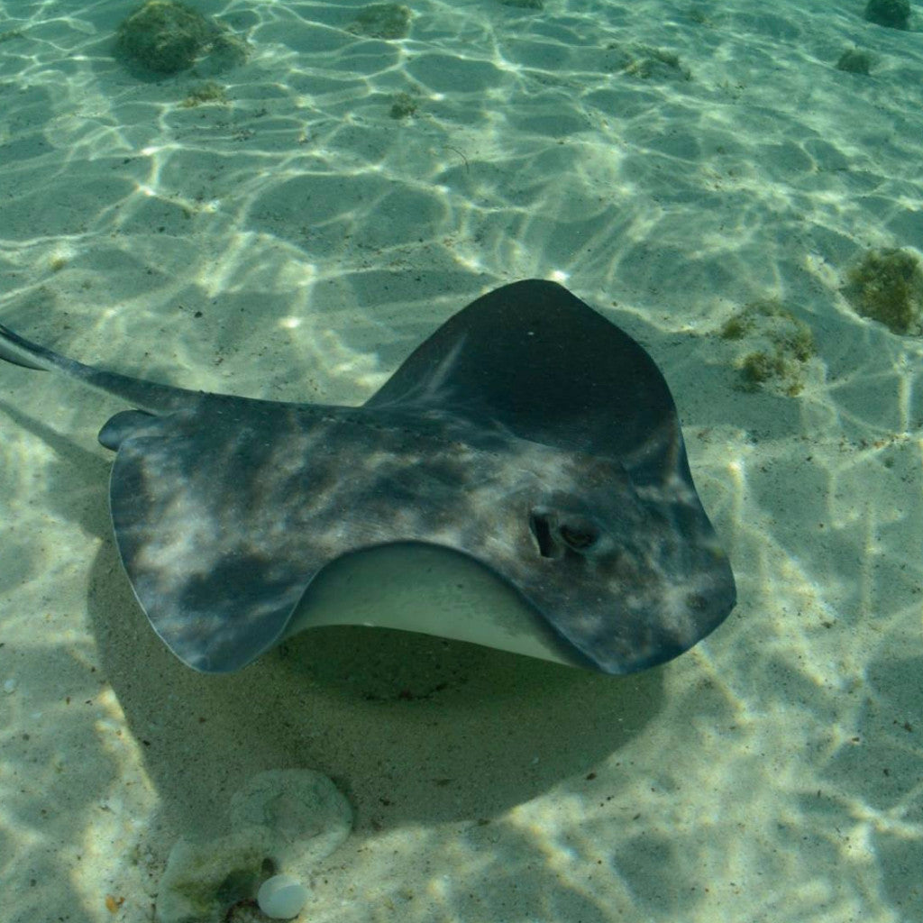 Adopt a Southern Stingray