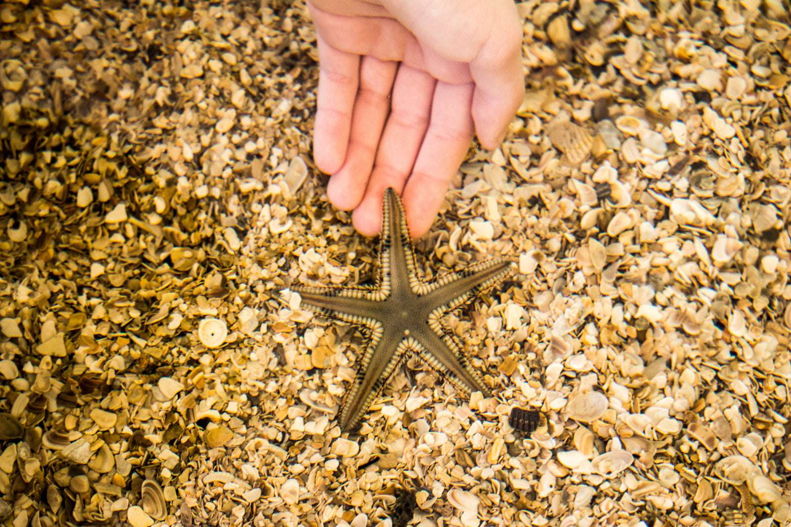 Adopt a Starfish