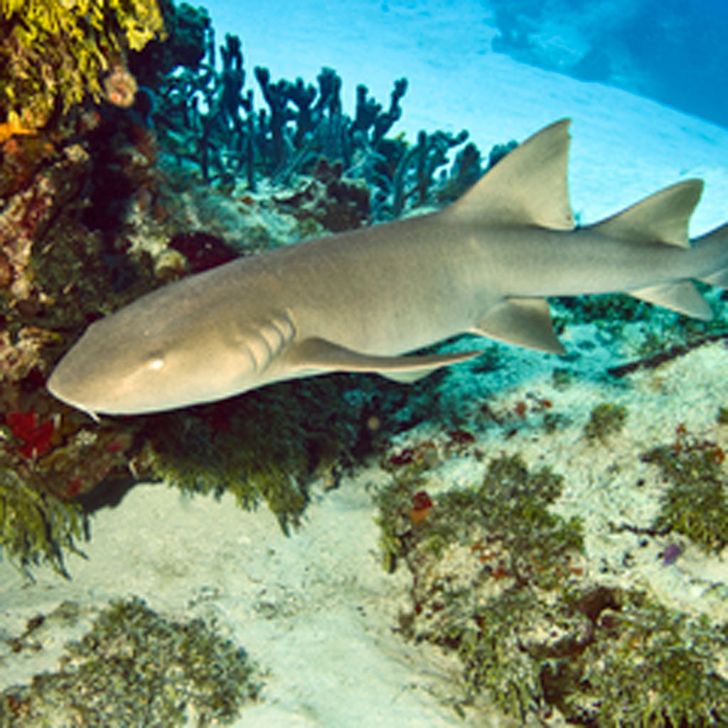 Adopt a Nurse Shark